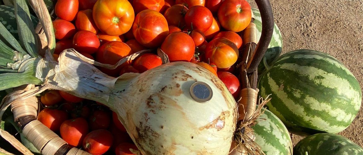 El tamaño de las cebollas abonadas con nuestro humus de lombriz